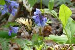 PICTURES/Pigeon Mountain - Wildflowers in The Pocket/t_Bluebells & Butterfly7.JPG